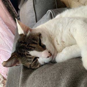 Meet your Posher, Kaia